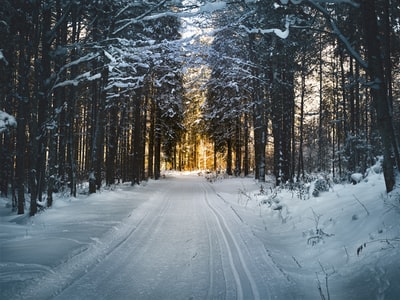 白天，雪覆盖了树木和道路